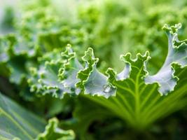 Zierkohl und Kohl foto