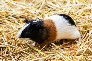 Meerschweinchen. Säugetier und Säugetiere. Landwelt und Fauna. Tierwelt und Zoologie. foto