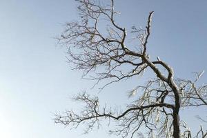 Landschaft mit einem eisigen Baum vor blauem Himmel foto