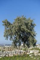 Landschaft mit den antiken Ruinen von Chersonesos und einem Baum. foto