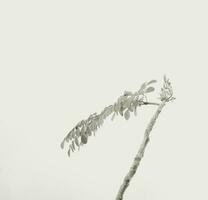 Pflanze Stengel Ast natürlich Botanik mit nordisch neutral stilvoll grau isoliert Hintergrund. foto