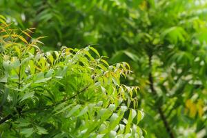 natürlich Medizin Gesundheitswesen neem Baum Blätter foto