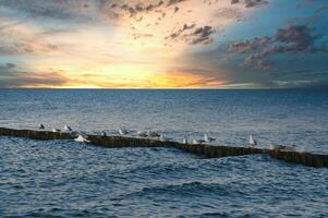 Möwen auf ein Buhne im das baltisch Meer. Wellen beim Sonnenuntergang. Küste durch das Meer. Tier foto