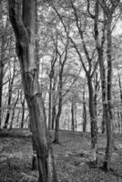 Buche Wald im das fallen. schwarz und Weiß Foto. Blätter auf das Wald Boden. foto