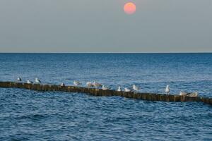 Möwen auf ein Buhne im das baltisch Meer. Wellen beim Sonnenuntergang. Küste durch das Meer. Tier foto