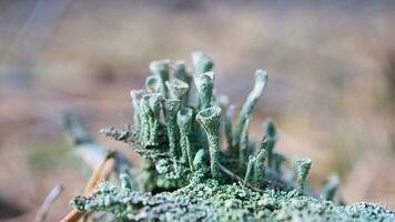 Tasse Lichenam Wald Boden. Kiefer Nadeln und Moos. Makro Schuss von Botanik. Natur foto