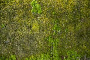 Pilze Grün Moos alt Beton Mauer abstrakt Textur Hintergrund Hintergrund. rostig, schmuddelig, grobkörnig Jahrgang Hintergrund foto