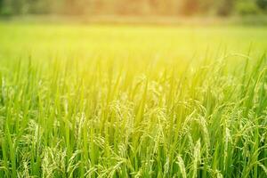 Grün Reis Feld Hintergrund schließen oben schön Gelb Reis Felder Sanft Fokus foto