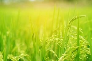 Grün Reis Feld Hintergrund schließen oben schön Gelb Reis Felder Sanft Fokus foto