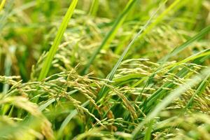 Grün Reis Feld Hintergrund schließen oben schön Gelb Reis Felder Sanft Fokus foto