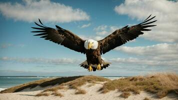 ein schön Sommer- Tag mit Blau Himmel und ein einsam stellers Meer Adler Über das Strand ai generativ foto