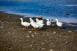 Gruppe von Weiß Gänse auf das Wiese im Herbst Tag. foto