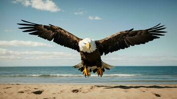 ein schön Sommer- Tag mit Blau Himmel und ein einsam stellers Meer Adler Über das Strand ai generativ foto