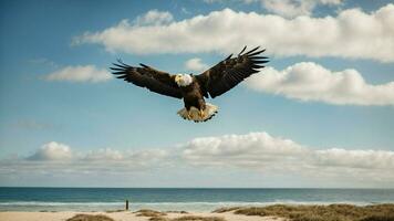 ein schön Sommer- Tag mit Blau Himmel und ein einsam stellers Meer Adler Über das Strand ai generativ foto