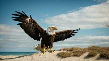 ein schön Sommer- Tag mit Blau Himmel und ein einsam stellers Meer Adler Über das Strand ai generativ foto