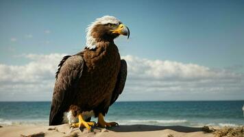 ein schön Sommer- Tag mit Blau Himmel und ein einsam stellers Meer Adler Über das Strand ai generativ foto