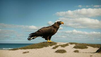 ein schön Sommer- Tag mit Blau Himmel und ein einsam stellers Meer Adler Über das Strand ai generativ foto