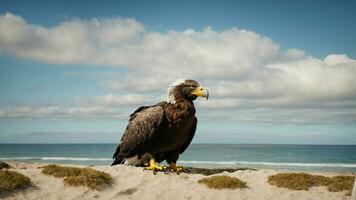 ein schön Sommer- Tag mit Blau Himmel und ein einsam stellers Meer Adler Über das Strand ai generativ foto