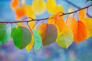 Foto mit bunt Herbst Blätter. Hintergrund mit magisch Herbst.