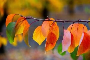 Foto mit bunt Herbst Blätter. Hintergrund mit magisch Herbst.