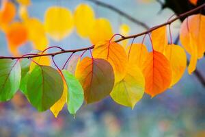 Foto mit bunt Herbst Blätter. Hintergrund mit magisch Herbst.