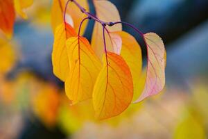 Foto mit bunt Herbst Blätter. Hintergrund mit magisch Herbst.