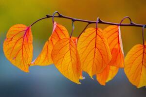 Foto mit bunt Herbst Blätter. Hintergrund mit magisch Herbst.