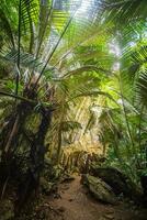 das Bäume Landschaft gefunden im das Höhle bekannt wie hup pa tat. ungesehen im Thailand. foto