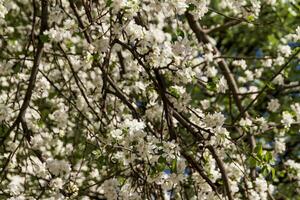 Apfel Blumen Frühling foto