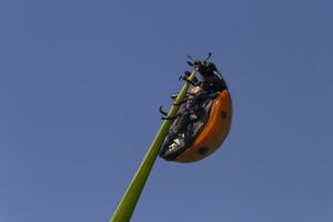 Marienkäfer hängend auf das oben von Klinge gegen klar Blau Himmel foto