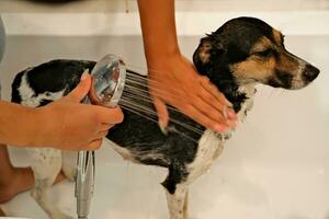das Mädchen wäscht das Hund. Hygiene von Haustiere. Baden das Hund mit Shampoo. Wasser tropft auf das Hund foto