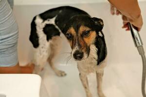 das Mädchen wäscht das Hund. Hygiene von Haustiere. Baden das Hund mit Shampoo. Wasser tropft auf das Hund foto