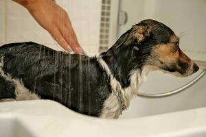 das Mädchen wäscht das Hund. Hygiene von Haustiere. Baden das Hund mit Shampoo. Wasser tropft auf das Hund foto