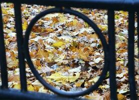Herbst Blätter durch Metall Zaun foto