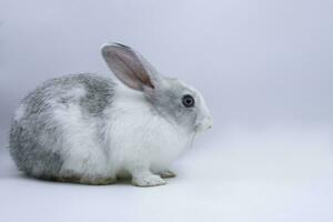 Porträt von ein süß braun asiatisch Hase Sitzung gegen, Nahansicht zu ein Hase einer Seite Aussicht auf ein Weiß Hintergrund foto