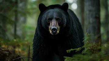 ein schwarz Bär im das Wald ai generiert foto