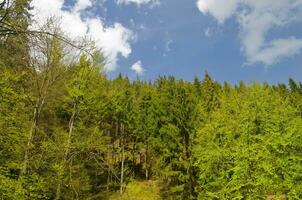 Grün Sommer- Wald foto