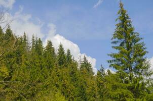 hoch Wald Bäume foto