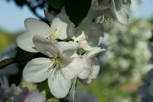 Rosa und Weiß Apfel blühen Blumen auf Baum im Frühling foto