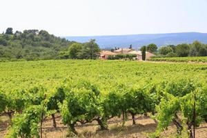 Weinberge eines Weinguts in Südfrankreich foto