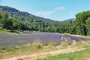 Lavendelfeld in der Provence Frankreich foto