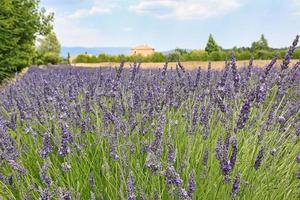 Lavendelfeld in der Provence Frankreich foto