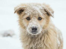 Hund während ein Winter gehen ai generativ foto