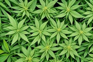 Cannabis Blätter. ai generativ Profi Foto