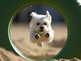 temperamentvoll Hund Rennen durch ein Beweglichkeit Kurs ai generativ foto