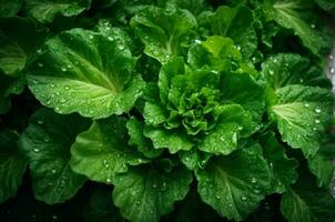 frisch Grün Grüner Salat mit Wasser Tropfen im Gemüse Garten, gesund Essen Konzept, ai generativ foto