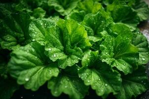 frisch Grün Grüner Salat mit Wasser Tropfen im Gemüse Garten, gesund Essen Konzept, ai generativ foto