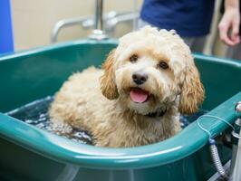 heiter Hund genießen ein Massage beim ein Haustier Spa ai generativ foto