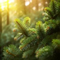 schließen oben von Tanne Baum Brunch mit Sonnenlicht Bokeh. flach Fokus. flauschige Tanne Baum Brunch schließen hoch. Weihnachten Hintergrund Konzept. Kopieren Raum. foto