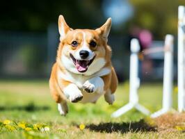 temperamentvoll Hund Rennen durch ein Beweglichkeit Kurs ai generativ foto